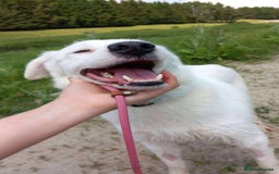 Mixed Breed dogs for adoption: Meet Cloud, currently residing in Cheshire  - Image 6