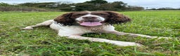 English Springer Spaniel dogs for stud: Proven English Springer Spaniel for stud  in Bude - Advert 2