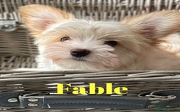 Yorkshire Terrier dogs for sale: Adorable Golddust Yorkshire Terrier Puppies - Image 11