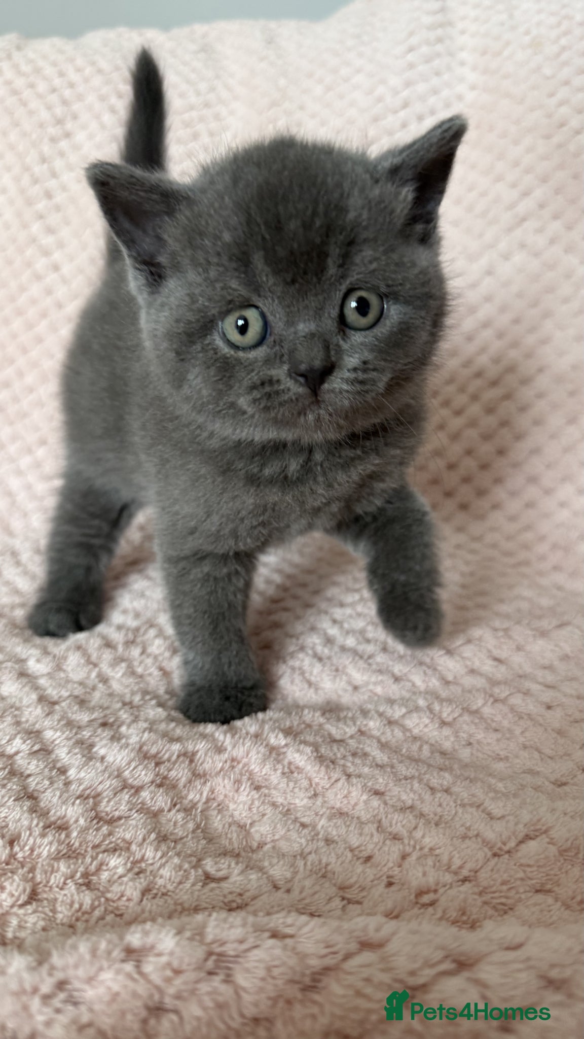 British Shorthair cats for sale: Gorgeous GCCF Reg British Blue Shorthair Kittens - Advert 8
