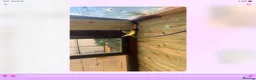 Canaries birds for sale: Mix Canaries Gloucester’s dimorphic ect - Advert 3