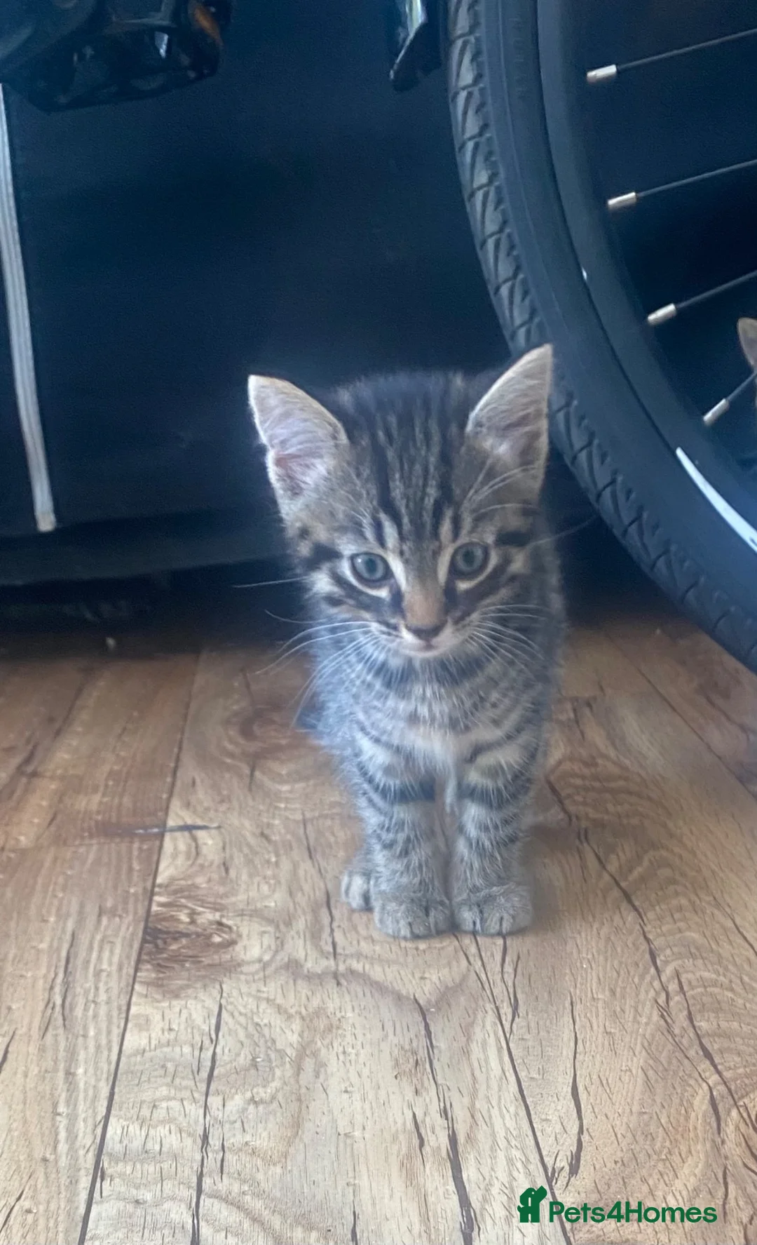 Mixed Breed cats for sale: Kittens - Advert 2