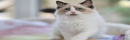 Ragdoll cats for sale: GCCF Champion line kittens available - Advert 7