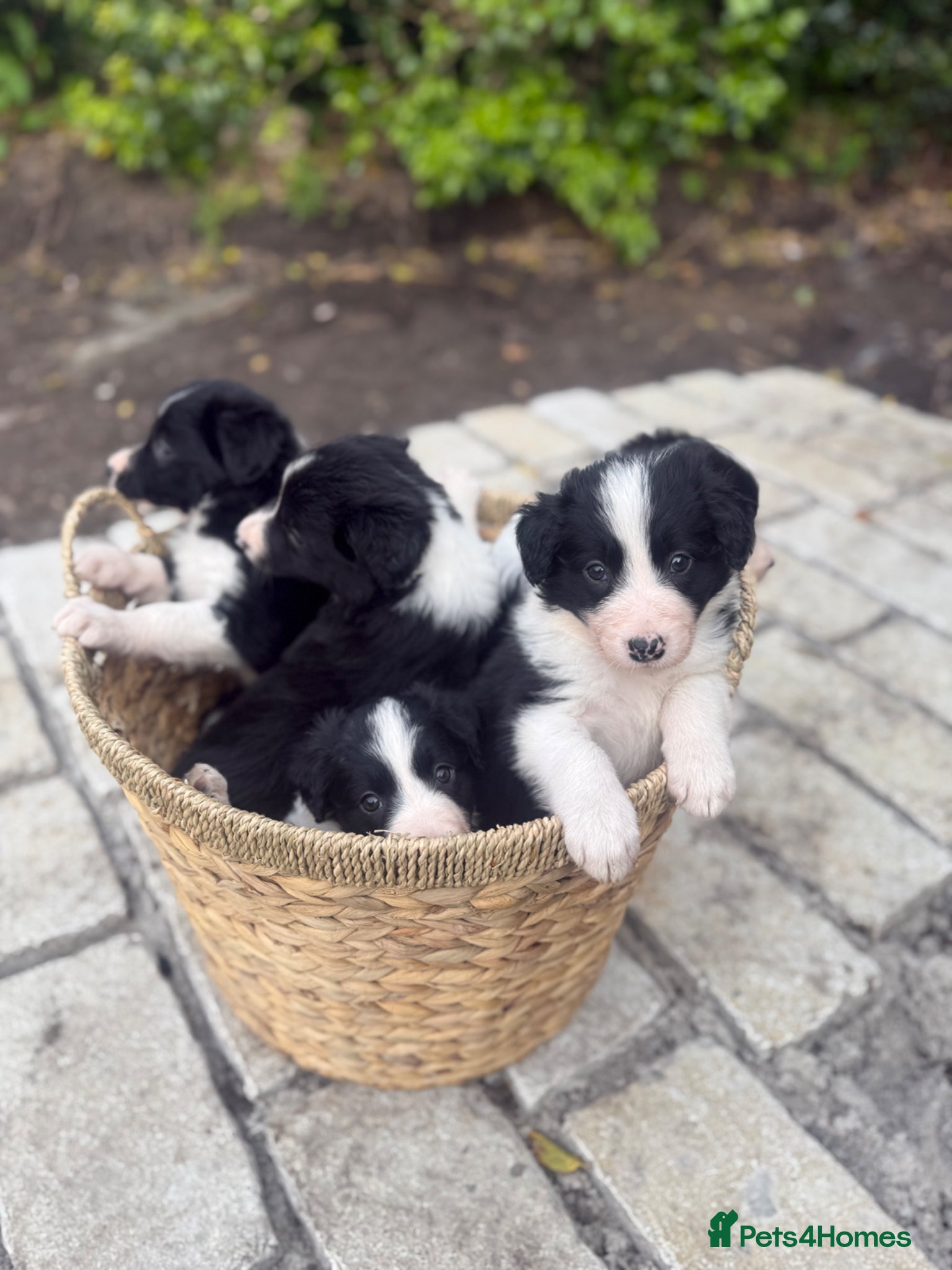Border Collie dogs for sale: Border Collie Puppies Ready Now in Carnforth - Advert 3