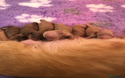 Miniature Dachshund dogs for sale:  Cream long haired puppies available😍🐾 - Image 3