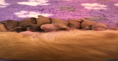 Miniature Dachshund dogs - Advert 6