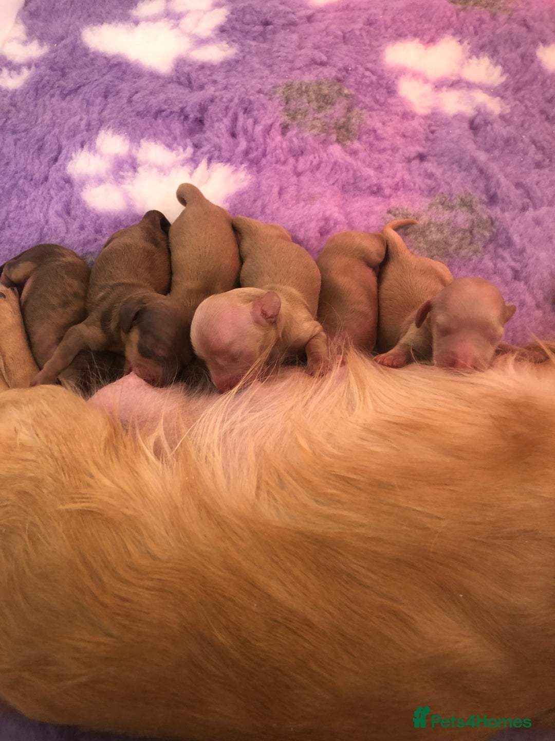 Miniature Dachshund dogs for sale:  Cream long haired puppies available😍🐾 - Image 3