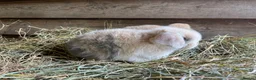 Mini Lop rabbits for sale: Gorgeous pure Mini lops  - Advert 5