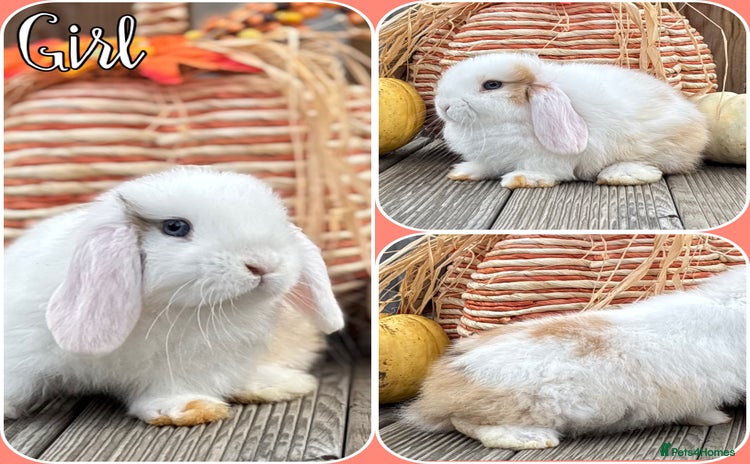 Mini Lop rabbits - Advert 3
