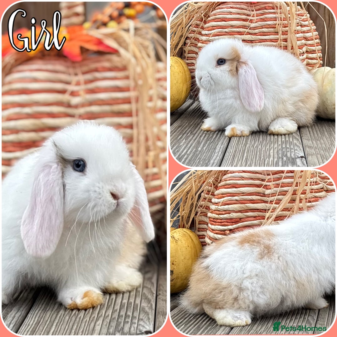 Mini Lop rabbits for sale: 2 beautiful mini lop girls available  - Image 14
