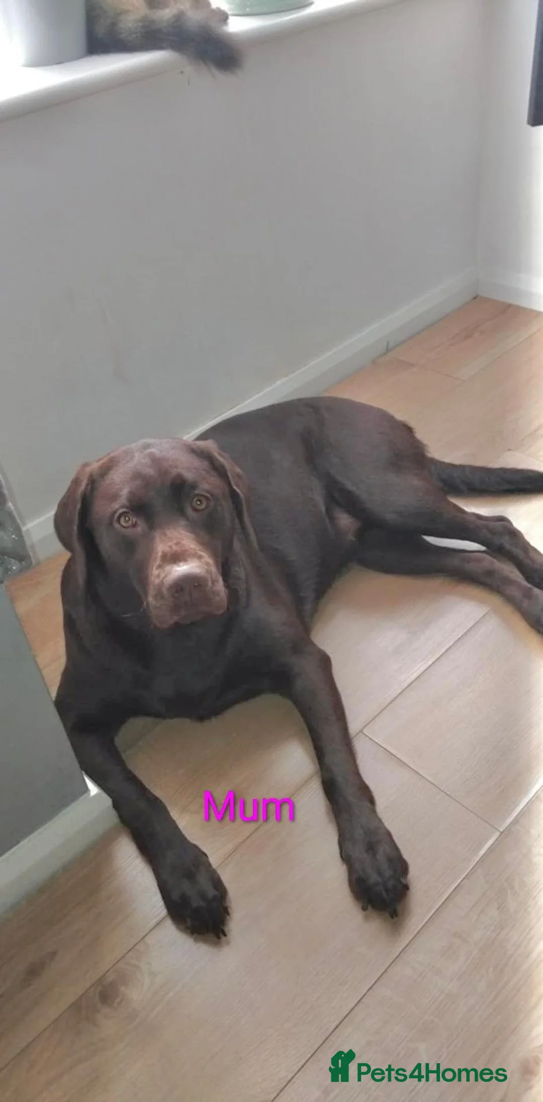 Labrador Retriever dogs for sale: 🖤 KC REGISTERED BLACK LABRADOR PUPPIES 🖤 - Advert 2