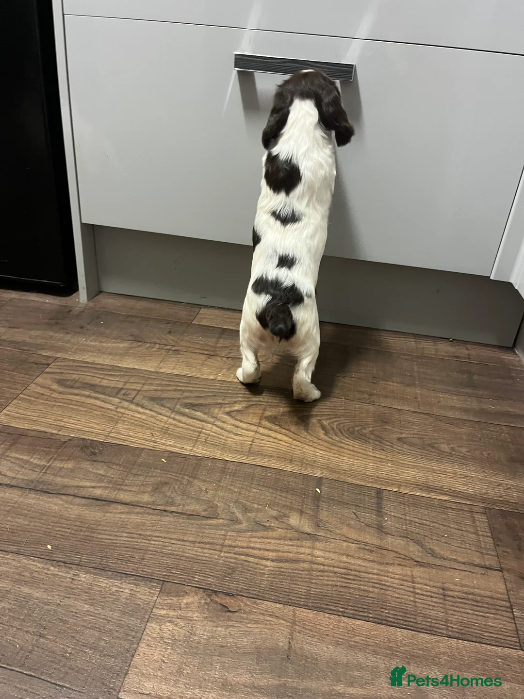 English Springer Spaniel dogs for sale: KC registered Traditional English Springer Spaniel - Advert 7
