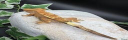 Gecko reptiles for sale: Stunning tangerine cappuccino crested gecko  - Advert 5