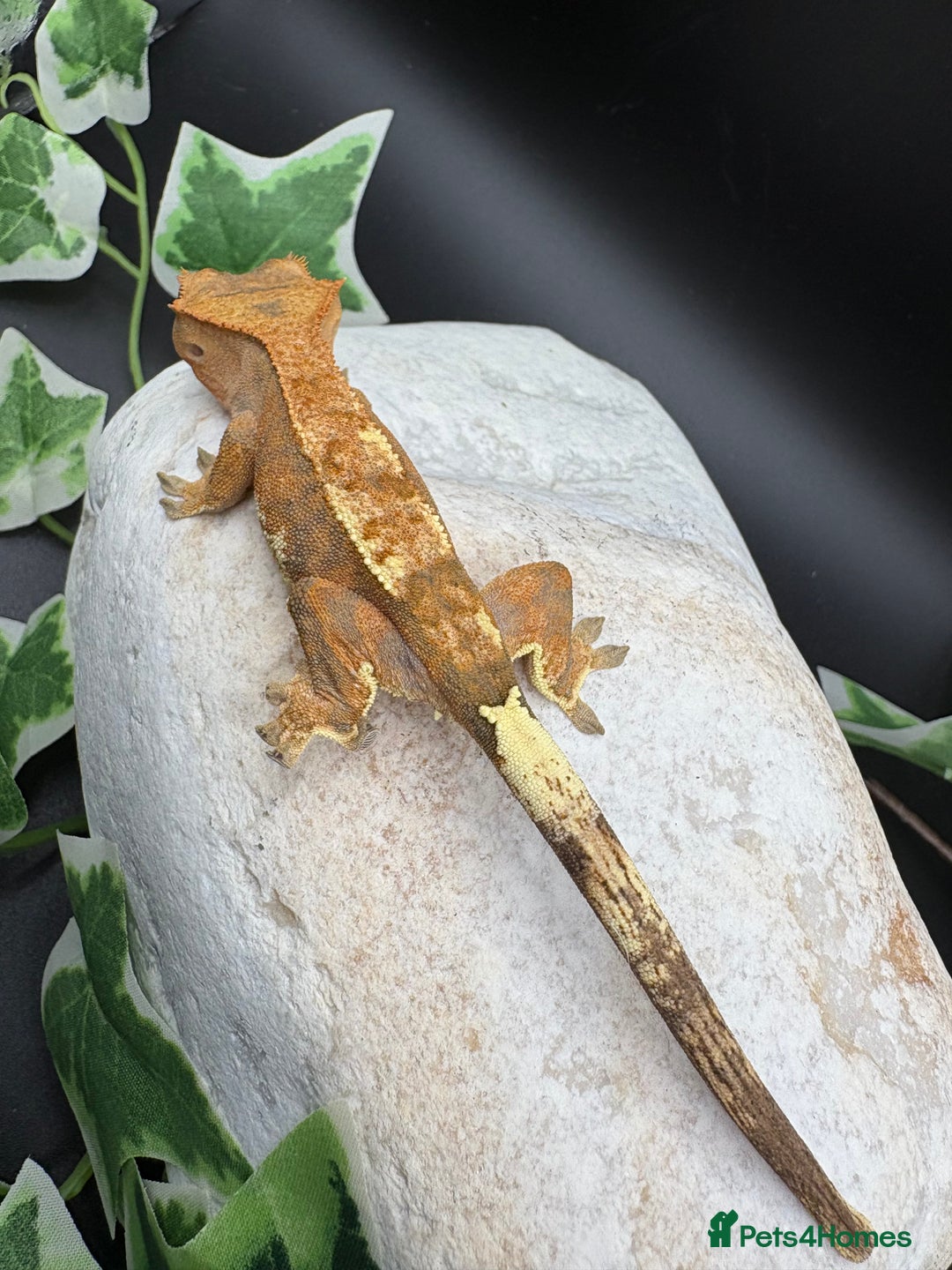 Gecko reptiles for sale: Stunning tangerine cappuccino crested gecko  - Advert 4