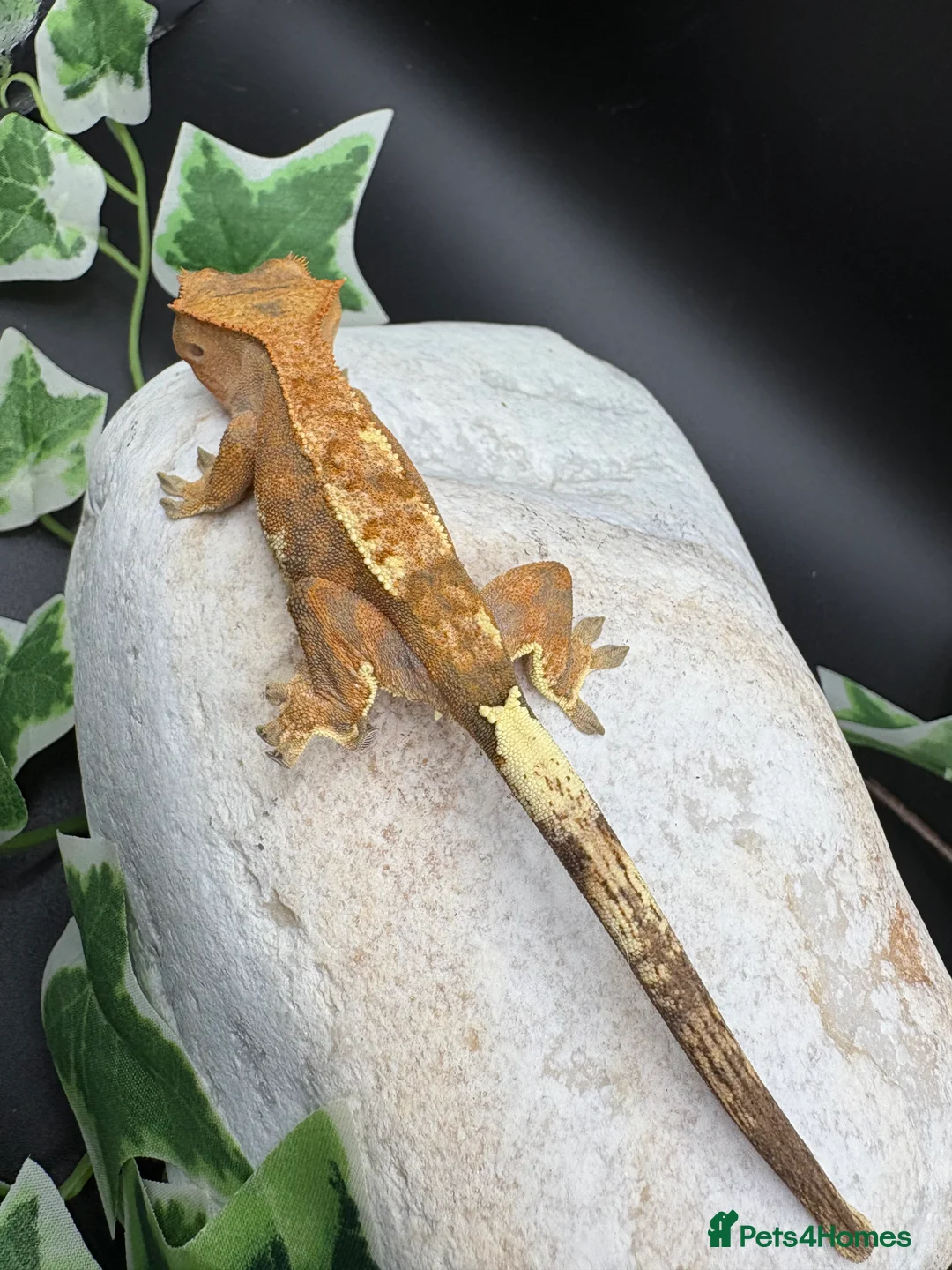 Gecko reptiles for sale: Stunning tangerine cappuccino crested gecko  - Advert 5