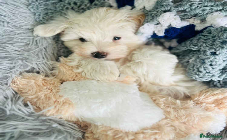 Maltipoo dogs - Advert 1