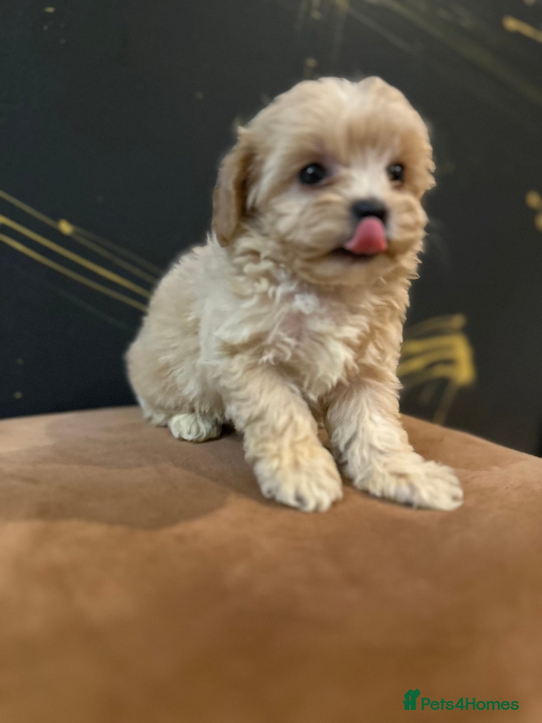 Maltipoo dogs for sale: Gourgeous toy maltipoo puppies❤️ - Image 10