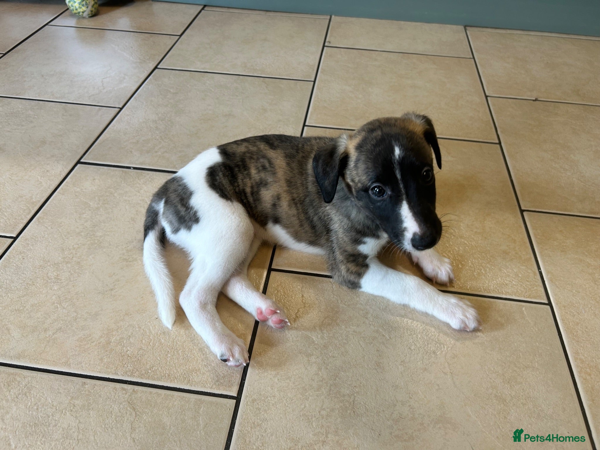 Whippet dogs Stunning pedigree whippet puppies  - Advert 1