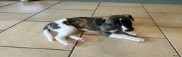 Whippet dogs for sale: One stunning pedigree whippet boy left  - Advert 5