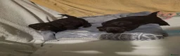 Cockapoo dogs for sale: Cockapoo puppies 🐶  - Advert 19