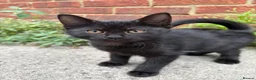 Mixed Breed cats for sale: Beautiful kittens  - Advert 7