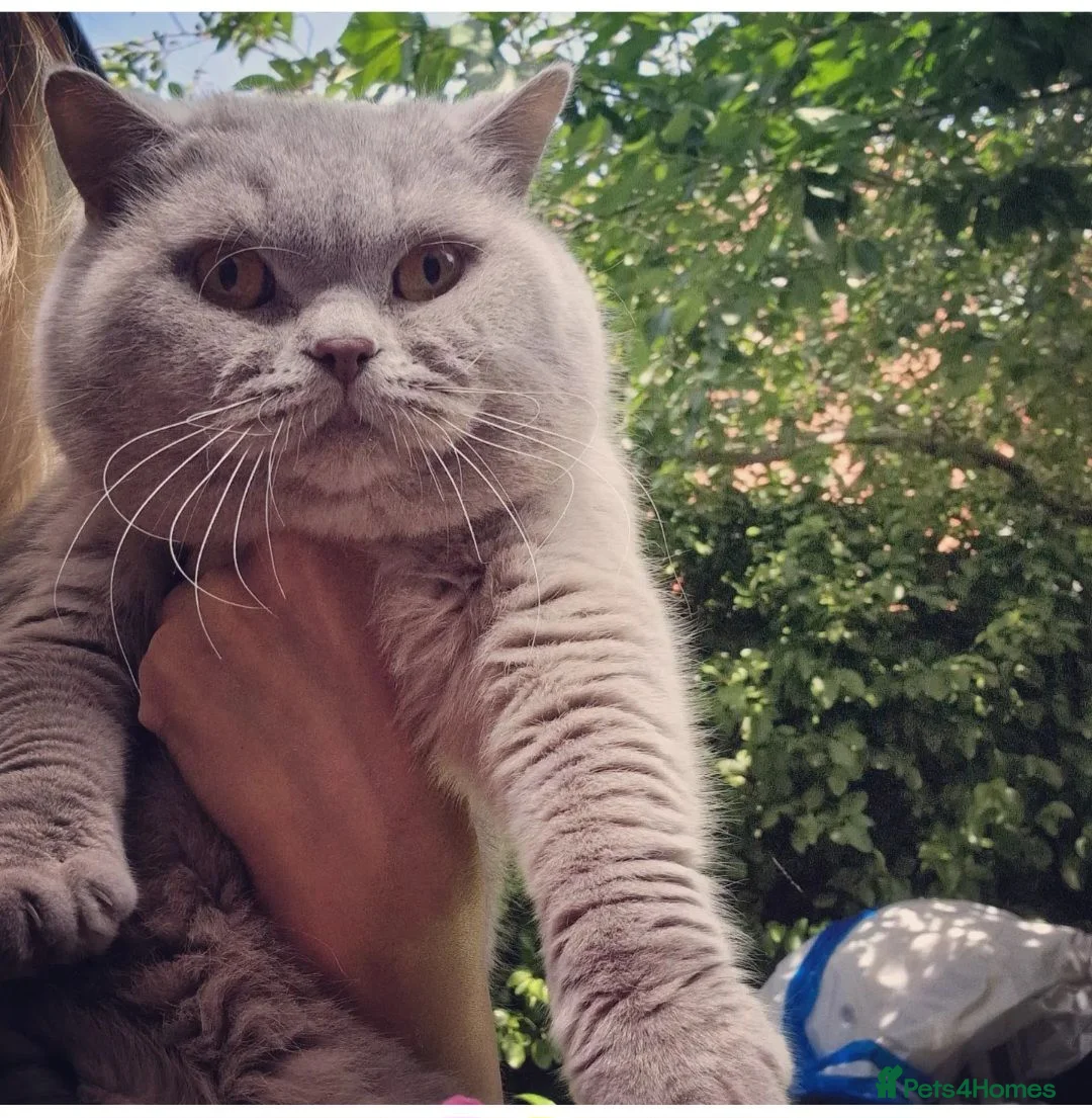 British Shorthair cats for stud: 🌟Exclusive Import ⭐World-Class Type🌟 - Advert 2