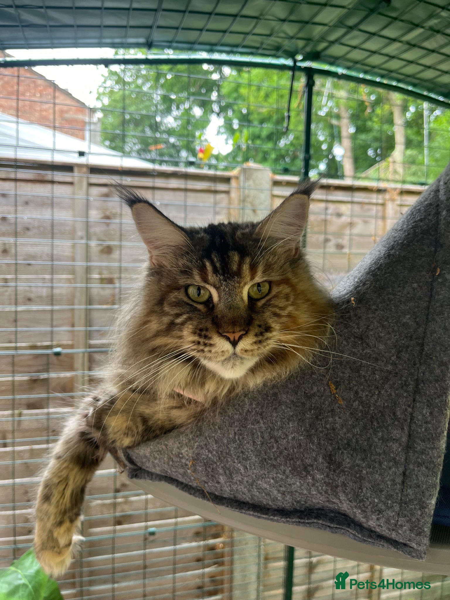 Maine Coon cats Tess, unregistered pedigree Maine coon - Advert 2