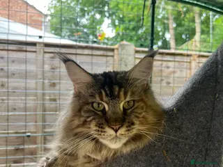 Maine Coon cats Tess, unregistered pedigree Maine coon - Advert 2