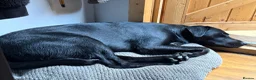 Labrador Retriever dogs for sale: CHARLIE - Black Labrador in Worthing - Advert 5