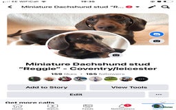 Miniature Dachshund dogs for stud: Proven KC Reg, PRA clear, Miniature Dachshund  in Hinckley - Image 6