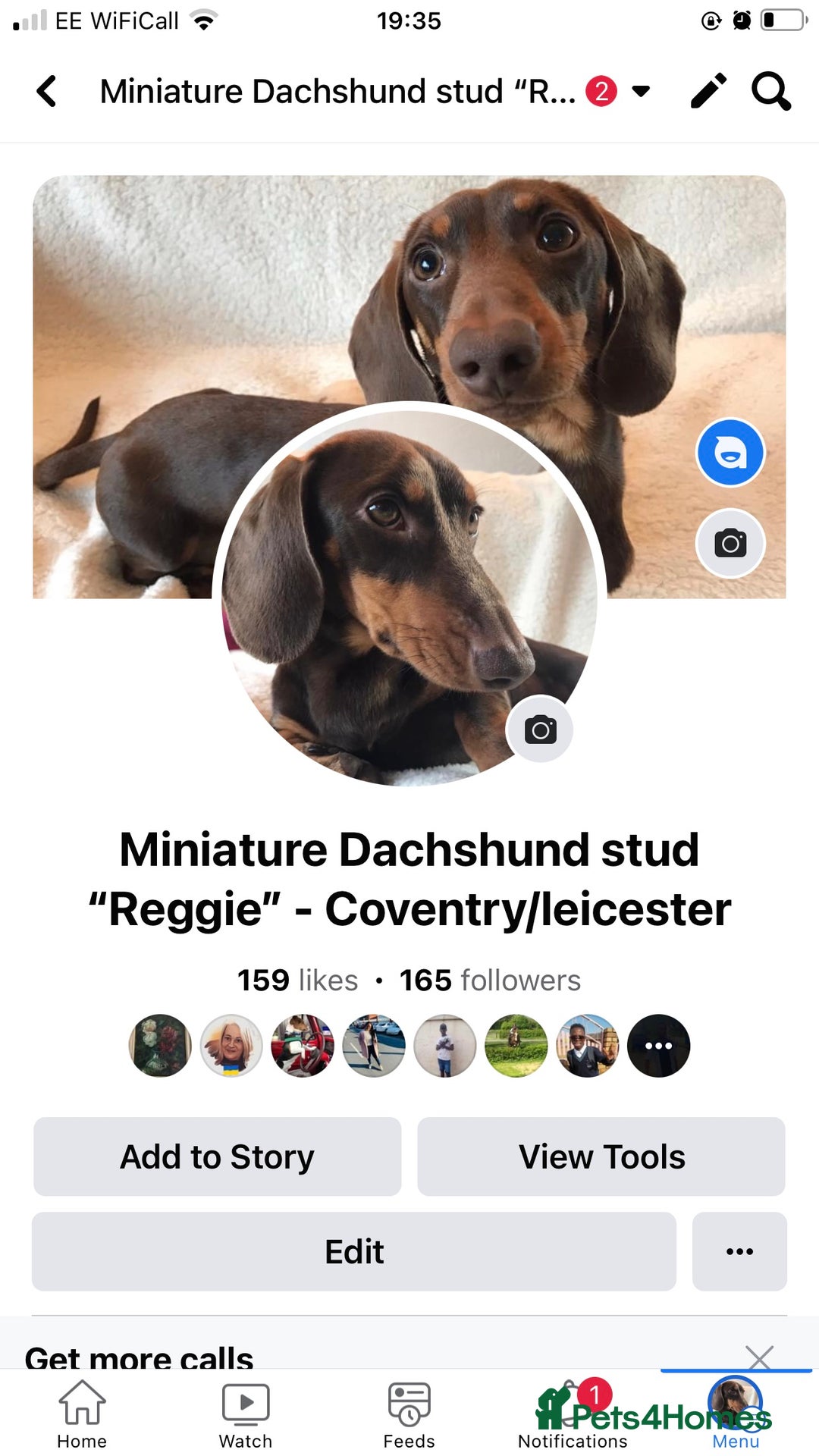 Miniature Dachshund dogs for stud: Proven KC Reg, PRA clear, Miniature Dachshund  in Hinckley - Image 6