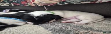 Jack Russell Puppy 4