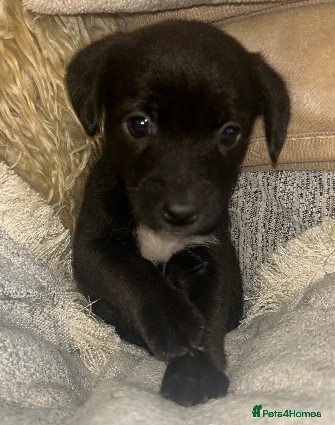 Jack Chi dogs 🐾 Adorable Jack Russell x Chihuahua Puppies 🐾 - Advert 11