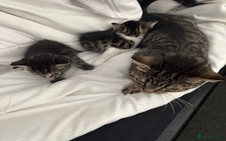 British Longhair cats for sale: 2 Kittens For Sale - Image 2