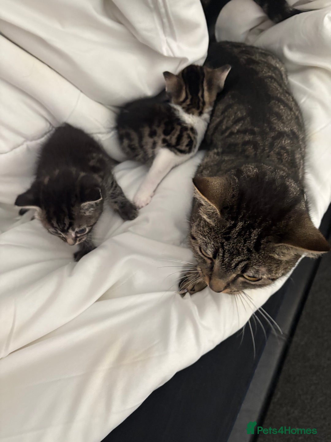 British Longhair cats for sale: 2 Kittens For Sale - Image 2