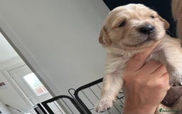 Golden Retriever dogs for sale: Golden retriever puppies!  - Image 12