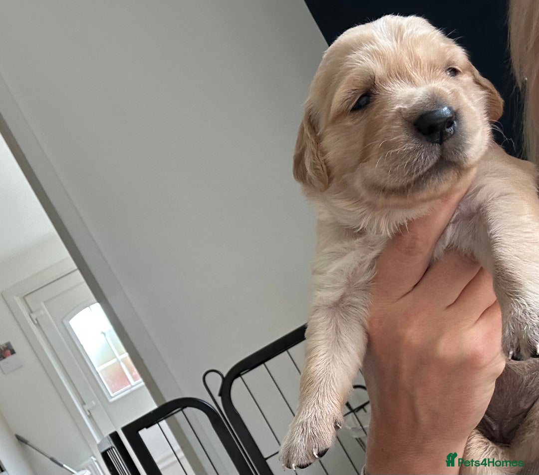 Golden Retriever dogs for sale: Golden retriever puppies!  - Image 12