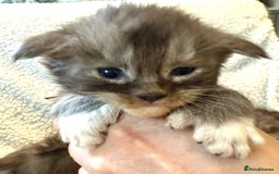 Maine Coon cats for sale: TICA registered russian poly and non poly kittens - Image 6