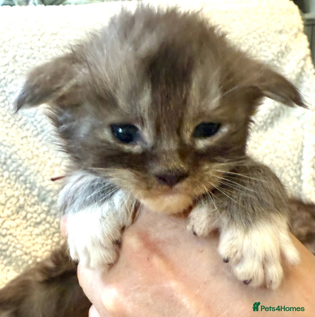 Maine Coon cats for sale: TICA registered russian poly and non poly kittens - Image 6