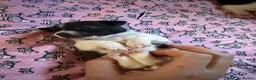 Jack Russell dogs for sale: Jack Russell puppies - Advert 3