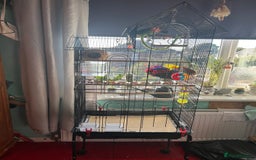 Lovebirds birds for sale: Love birds x2 plus’s cage and accessories - Image 1