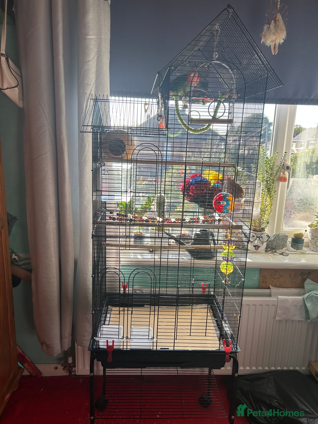 Lovebirds birds for sale: Love birds x2 plus’s cage and accessories - Image 1