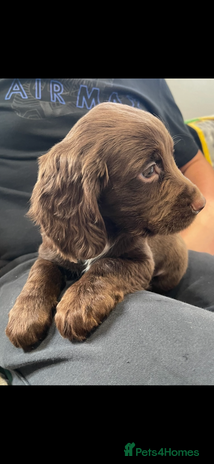 Cocker Spaniel dogs - Advert 9