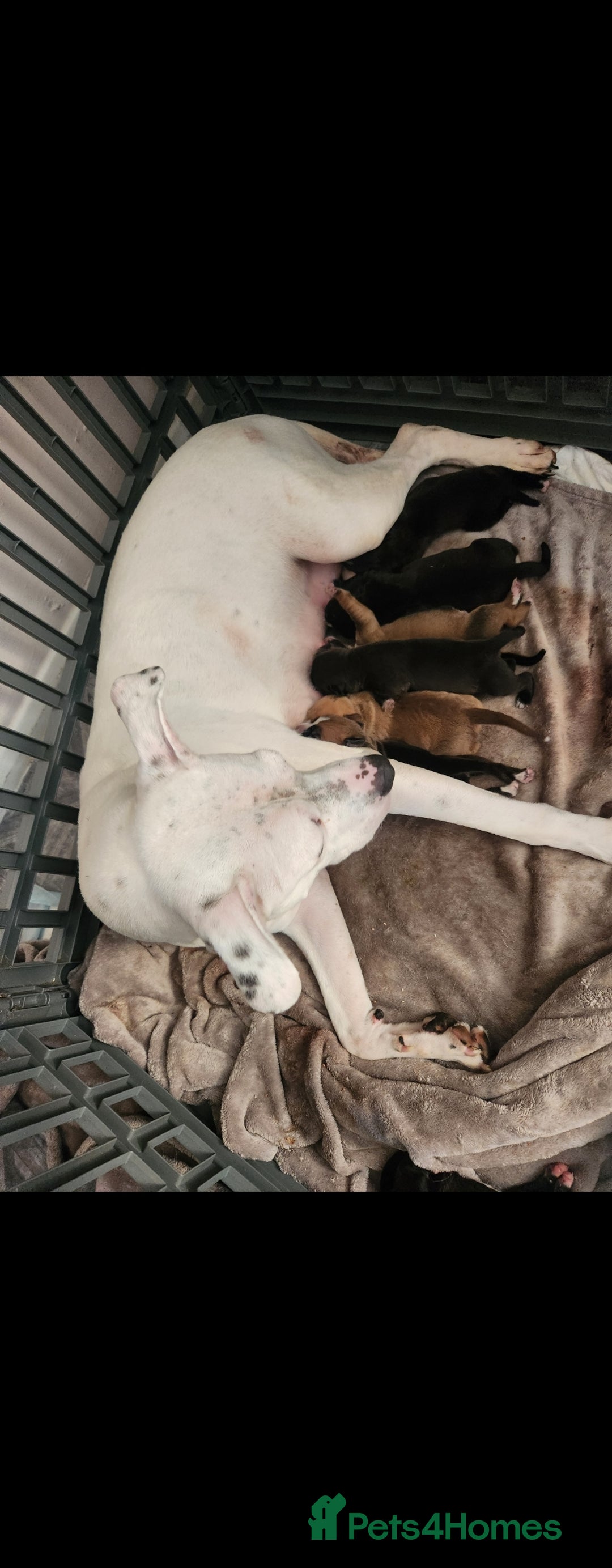 Mixed Breed dogs for sale: Cane Corso mix Puppies  - Image 6