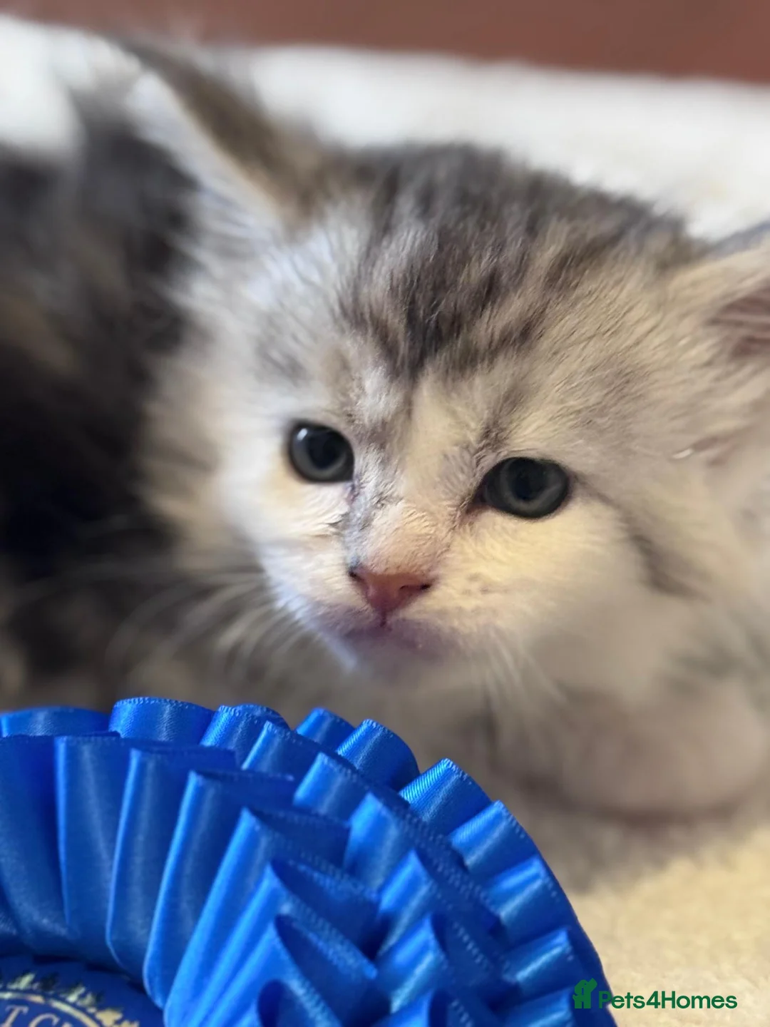Maine Coon cats for sale: Fabulous Maine Coon Kittens with Pedigree For Sale - Advert 16