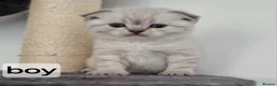 Scottish Fold cats for sale: Scottish straight and Scottish fold  in Barking - Advert 7