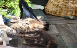 Ragdoll cats for sale: Ragdoll kittens - Image 19