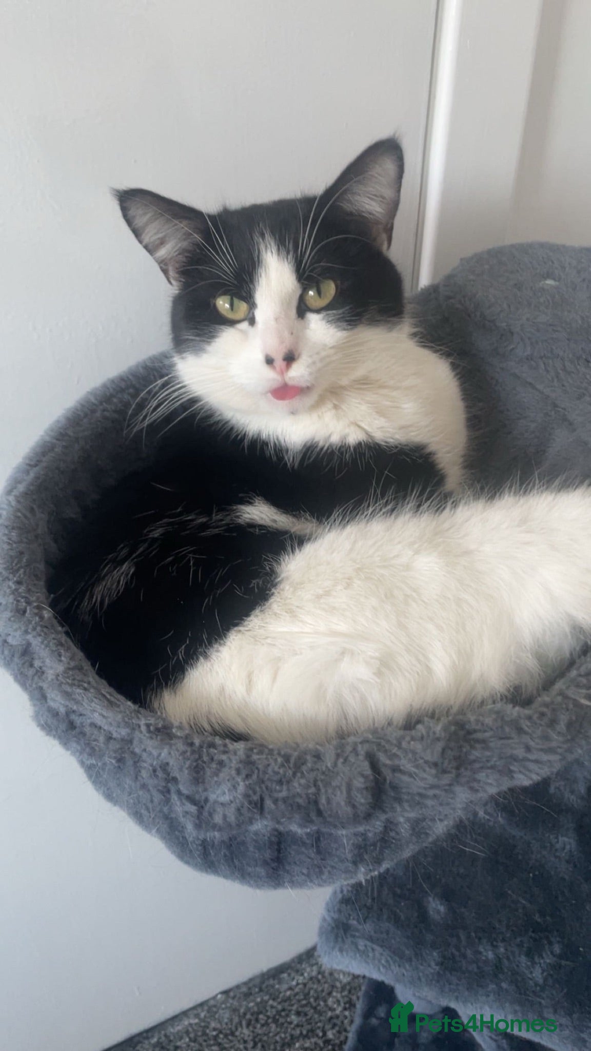 Mixed Breed cats Male cat 3 years old  - Advert 3