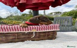 Miniature Dachshund dogs for sale: *READY NOW! 2 STUNNING KC REG MINI DACHSHUND BOYS* - Image 3