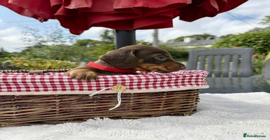 Miniature Dachshund dogs - Advert 13